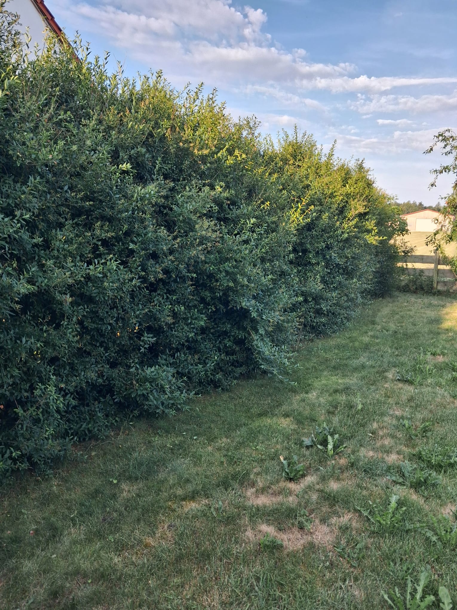 Hecke am Feldrand ungeschnitten – Vorher – Kormanns Gartenpflege